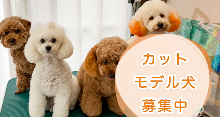 カットモデル犬募集中